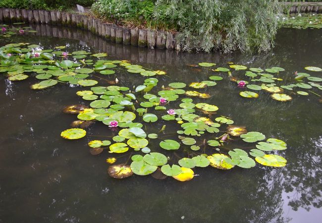 池に浮かぶスイレン