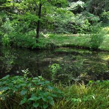 小石川植物園内の池
