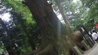 高尾山名物の御神木