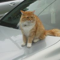 愛車に乗るクリちゃん