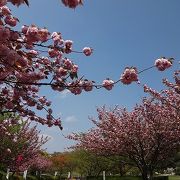 八重桜が見事な公園