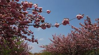 八重桜が見事な公園