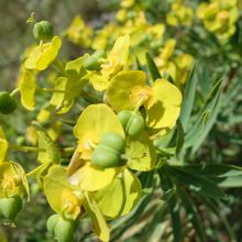 野生のお花があちこちに
