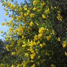 お花に癒されました