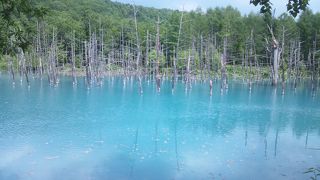 やっぱり青かった