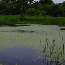 サイトステーションからすぐのところにあるレンゲ沼