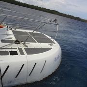 サメが餌を食べる時の迫力を見てほしい！