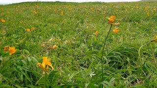 植物高山が多く、利尻富士も見える