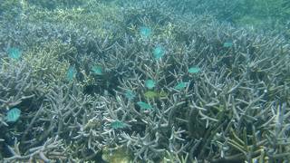 池間島にあるシュノーケル天国なサンゴ礁の森のビーチ