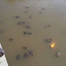 池には亀がたくさん