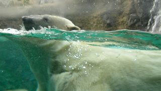 ホッキョクグマのダイビングに感動