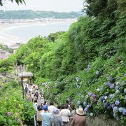 紫陽花とパワースポットで大混雑