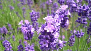 素晴らしい景色