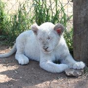 ライオンの赤ちゃんと遊べる場所は貴重