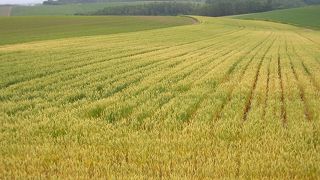 見どころ一杯の魅力的なところ