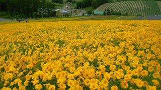 色鮮やかなコントラストに目を奪われる