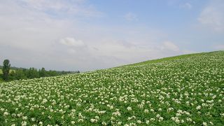 はなだらかな丘の連続