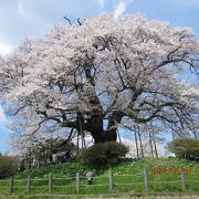 見事なアズマヒガンの一本桜