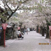 山里に咲くがいせん桜