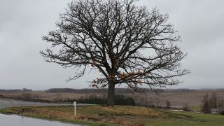 このあたりの銘木で一番大きいです