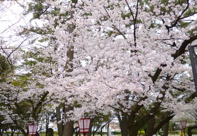 安城桜まつり