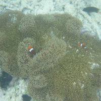 ホテル前の海中