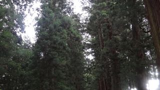 江戸時代の面影が残る並木道