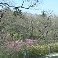 六方沢橋付近でも見られるヤシオツツジのピンクの花