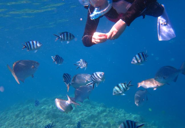 魚の餌付け体験中