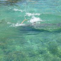 ホテル内にいるかがいます