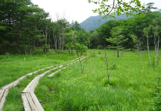戦場ヶ原 クチコミ アクセス 営業時間 日光 フォートラベル
