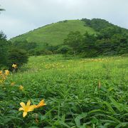 ニッコウキスゲと山並みの景色