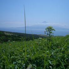 利尻富士とエゾノシシウド（？）