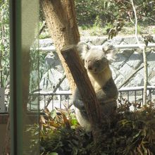 枝には座らない。葉っぱの上に座ってます。