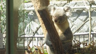 コアラもパンダもいます。