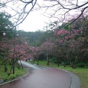 1月に見る桜