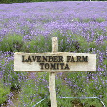 道を挟んで上の方にもラベンダー畑があります。