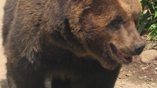 熊牧場とは違う