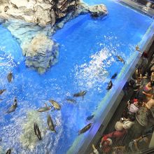 ペンギンなどが見られる半開放エリア