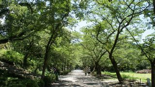 両脇に約200本の桜が植えられ、風情のある景色
