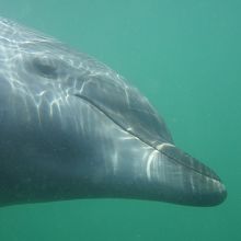 水中でのイルカ