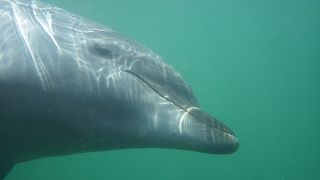 イルカと触れあい