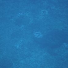 海底に大物がいました。