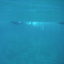 泳ぎに自信が無くても、インストラクターさんに引っ張ってもらえ