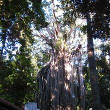 巨大なカーテンフィグツリー