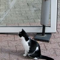 レジデンスの？猫