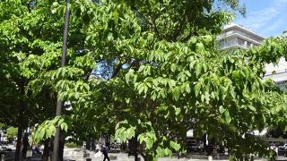 緑が鮮やかでした