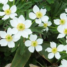 ハクサンイチゲ