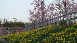 河津桜と水仙を見に