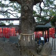 三島神社（みつしまじんじゃ）の薫蓋樟（くんがいしょう）と呼ばれる大きなクスノキ